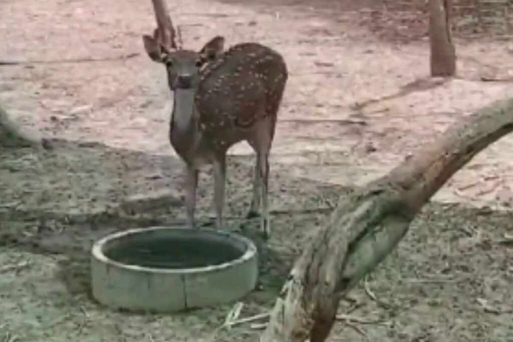 Bengal’s Purulia Zoo Modifies Diet Of Animals To Protect Them From Summer Heat