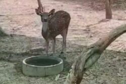Bengal’s Purulia Zoo Modifies Diet Of Animals To Protect Them From Summer Heat