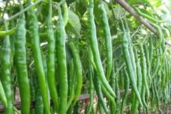 Green Chili Prices Surge In Tamil Nadu’s Tirunelveli Due To Heavy Rains
