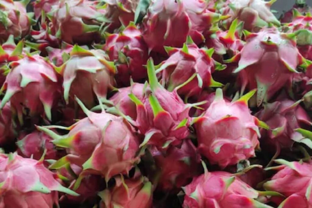 This Thiruvananthapuram Village Is Hub Of Dragon Fruit Cultivation In India