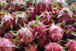 This Thiruvananthapuram Village Is Hub Of Dragon Fruit Cultivation In India