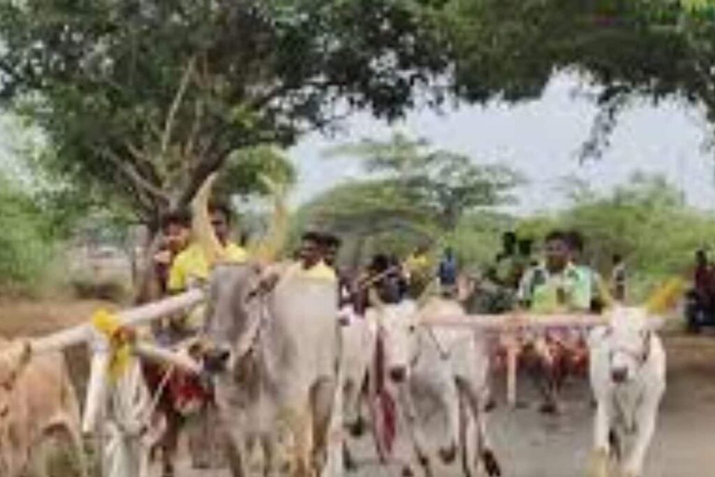 In Tamil Nadu, Bullock Cart Races Held On The Occasion Of Vaikasi Pongal
