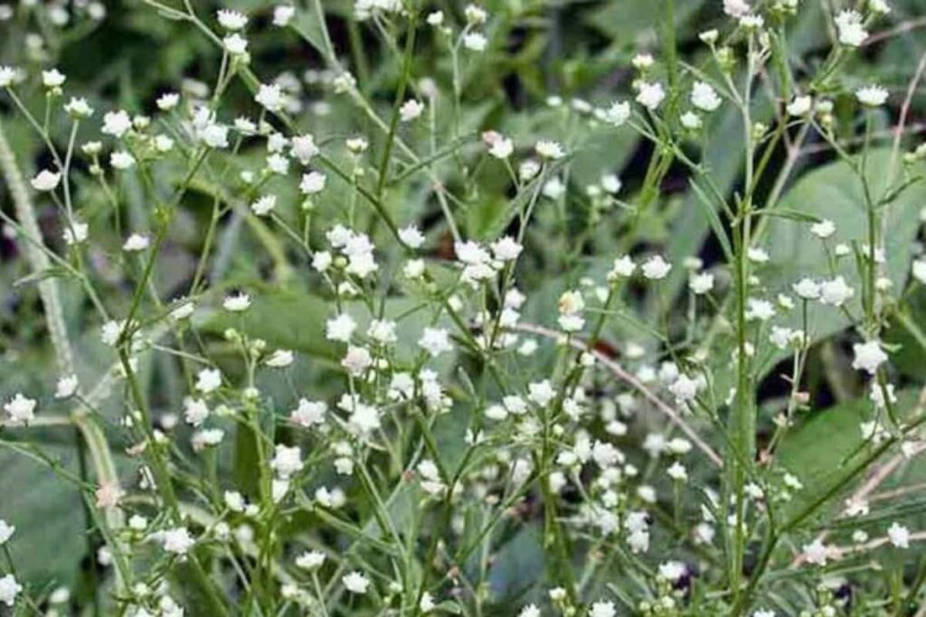 Asthma To Allergy, 7 Harmful Effects Of Parthenium Plant