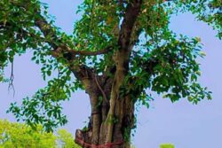 'Such Brazen Acts In The Capital': SC Raps DDA Over Felling of Trees in Delhi Ridge Area, Proposes Massive Plantation