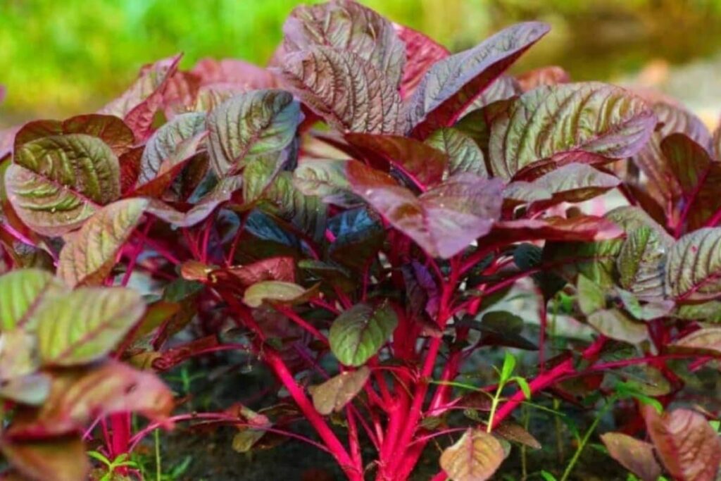 Does Red Spinach Have Any Side Effect?
