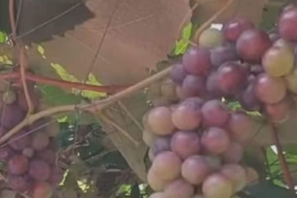 In Kerala, Idukki Farmer's Vineyard Becomes A Tourist Spot