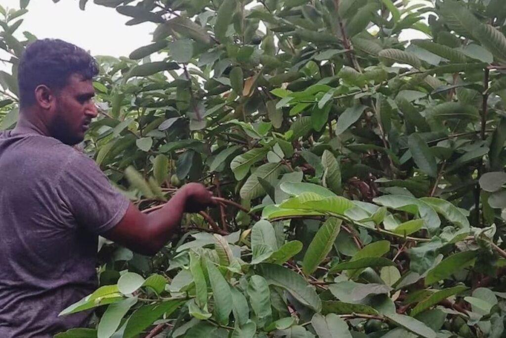 Farmers In Purba Bardhaman Adopt Guava Cultivation To Boost Income