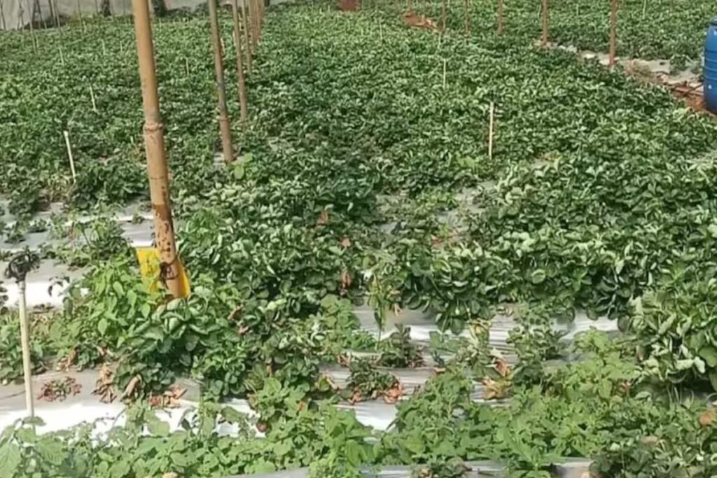 Why And How Strawberry Farming Is Flourishing In Nilgiris