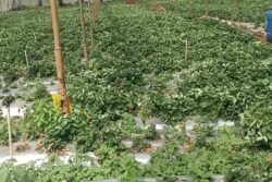 Why And How Strawberry Farming Is Flourishing In Nilgiris