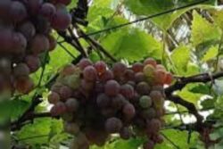 In Tamil Nadu’s Dindigul, Farmers Face Losses In Grape Cultivation Due To Summer Rains