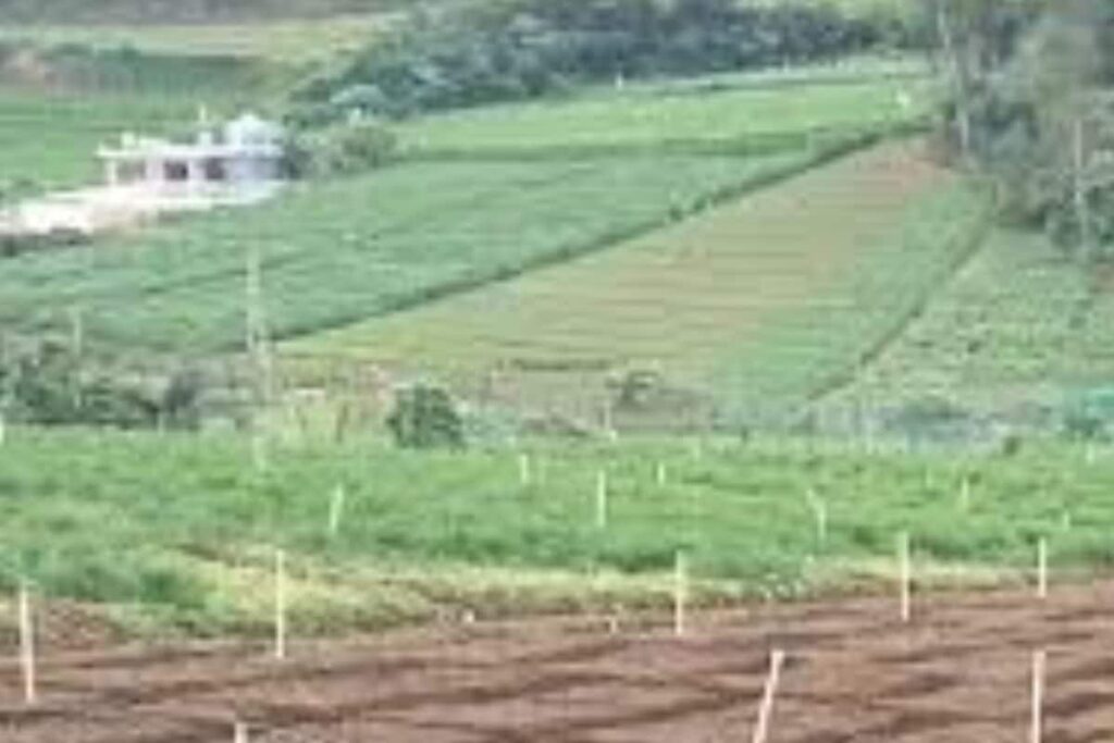 In Ooty, This Man With A PhD Does Organic Tea Farming