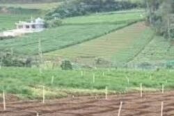 In Ooty, This Man With A PhD Does Organic Tea Farming