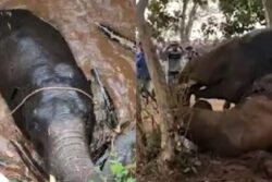 In Virajpet Coffee Plantation, Wild Elephant Dies After Falling Into Well