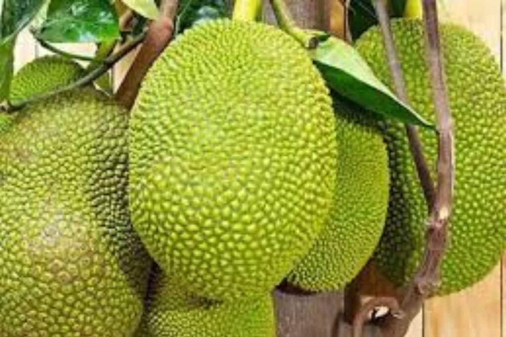 Four Jackfruit Varieties From Karnataka Registered Under PPFRA