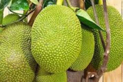 Four Jackfruit Varieties From Karnataka Registered Under PPFRA