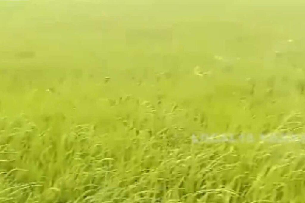Mysuru Farmers Grow Paddy With Pre-monsoon Rain Water