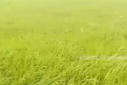 Mysuru Farmers Grow Paddy With Pre-monsoon Rain Water