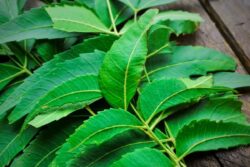 In Telangana's Algol, These Women Earn A Livelihood From Need Seeds