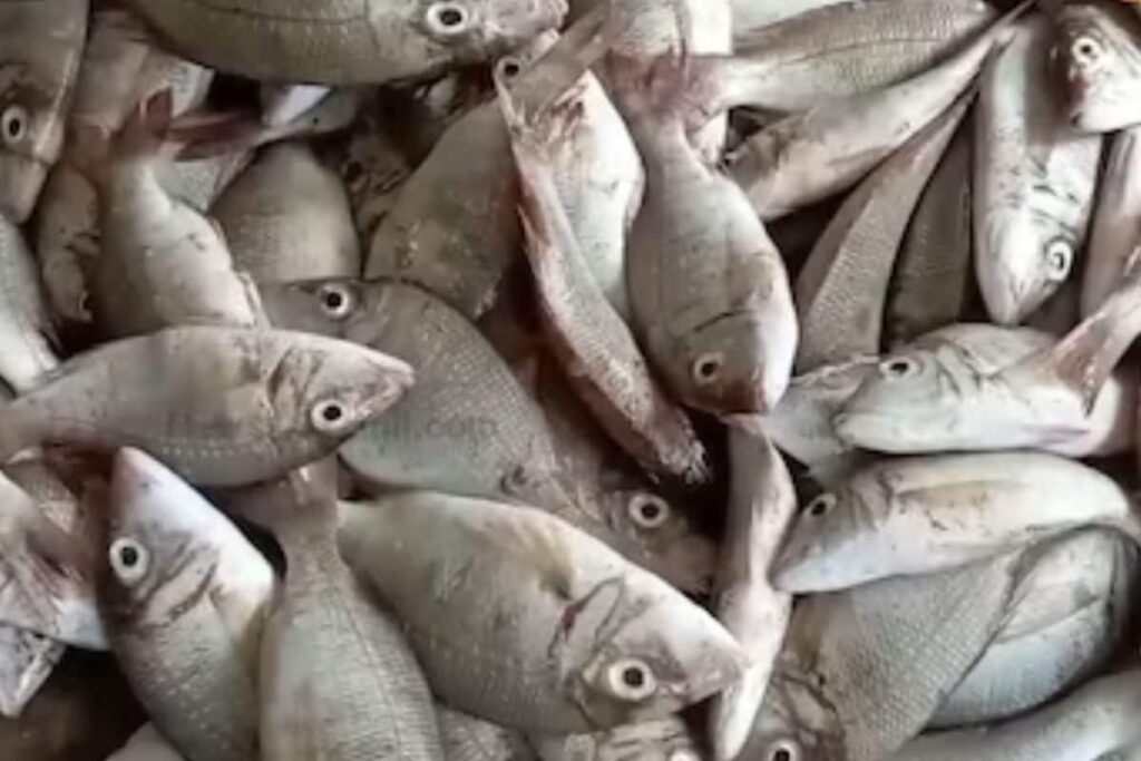 3 Tips To Identify Fresh Fish In The Market