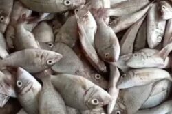 3 Tips To Identify Fresh Fish In The Market