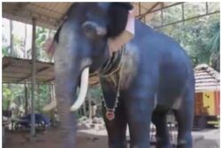 PETA India Gifts Life-size Mechanical Elephant to Kerala Temple
