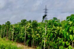 NHAI Identifies 53 Acres of Land in And around Delhi-NCR's 'Scorched Earth' amid Extreme Heat for Miyawaki Plantations