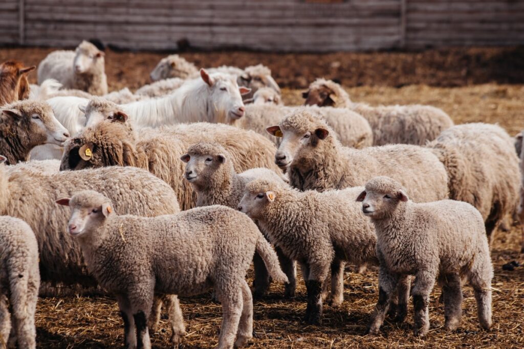 Inflated Invoices, Irregularities Worth Rs 700 Crore: ED to Probe Sheep Scam in Telangana