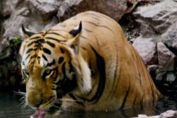 Tiger Captured Weeks After It Killed, Partially Ate Man Near Bhopal