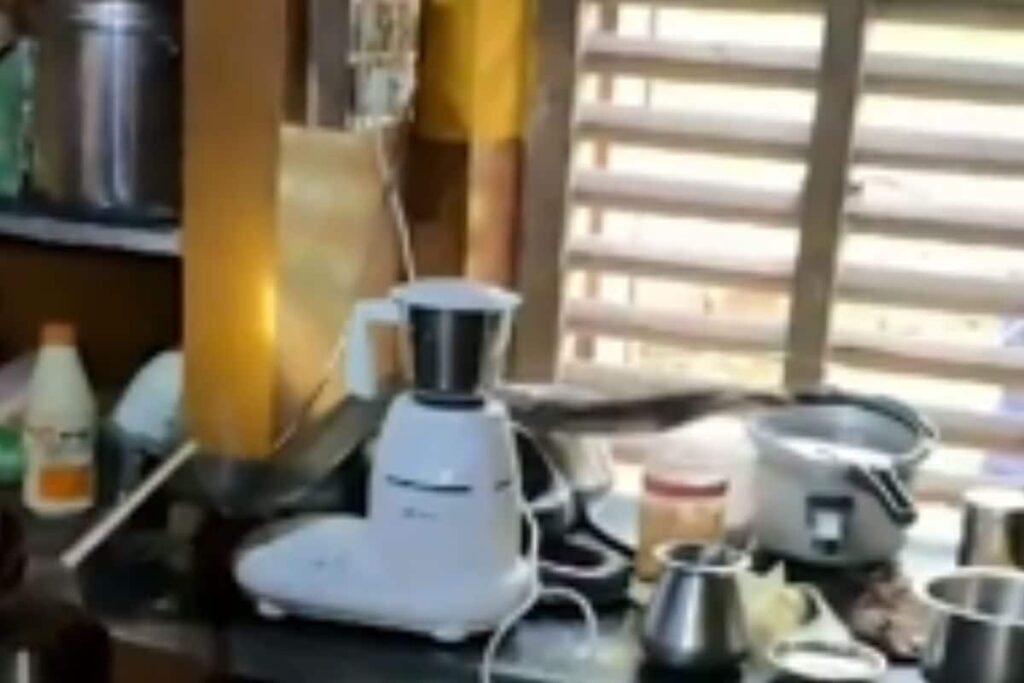 In Uttara Kannada, Snake Catcher Rescues 12-foot Long King Cobra