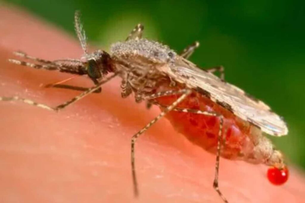 Bengaluru Reports First Dengue Death This Year