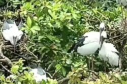 Cormorants, Night Herons And Storks Arrive At West Bengal's Kulik Bird Sanctuary