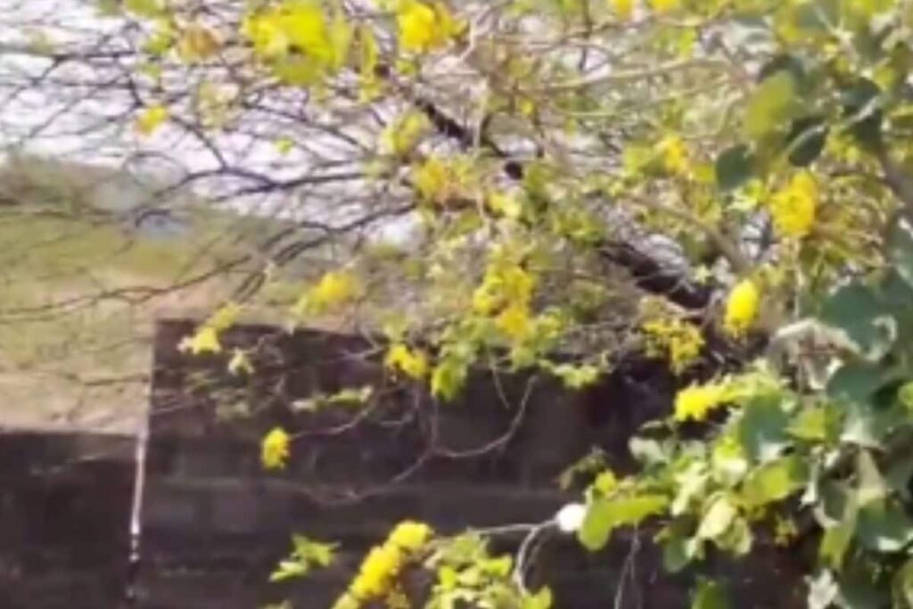 Discover The Healing Properties Of Adilabad's Rela Flowers