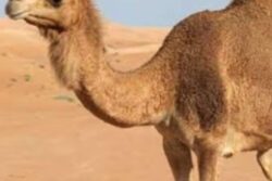 Distressed Over Missing Camel, Residents Of Andhra Village Offer Reward To Whoever Brings It Home