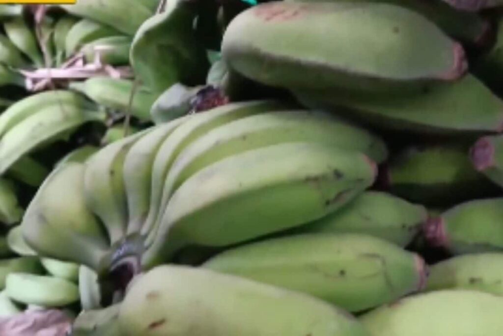 Prices Of Sirumalai Bananas Rise Due To Adverse Weather In Tamil Nadu's Dindigul