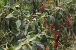 Telangana Farmer Makes Rs 70,000 Profit Per Acre Cultivating Chilli Crop
