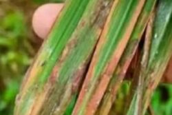 How Telangana Farmers Protect Crop From Pests During Monsoon