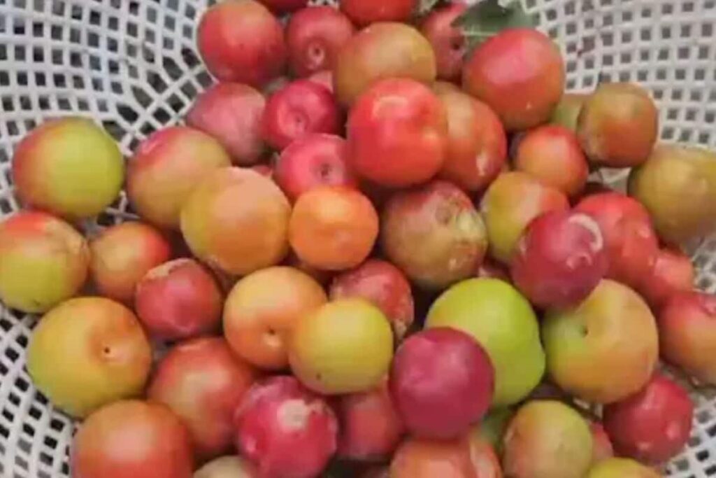 In Kerala, Kanthalloor Plum Farmers Celebrate Record Harvest