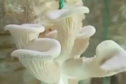 North Bengal University Starts Oyster Mushroom Training Camp For Tea Gardeners