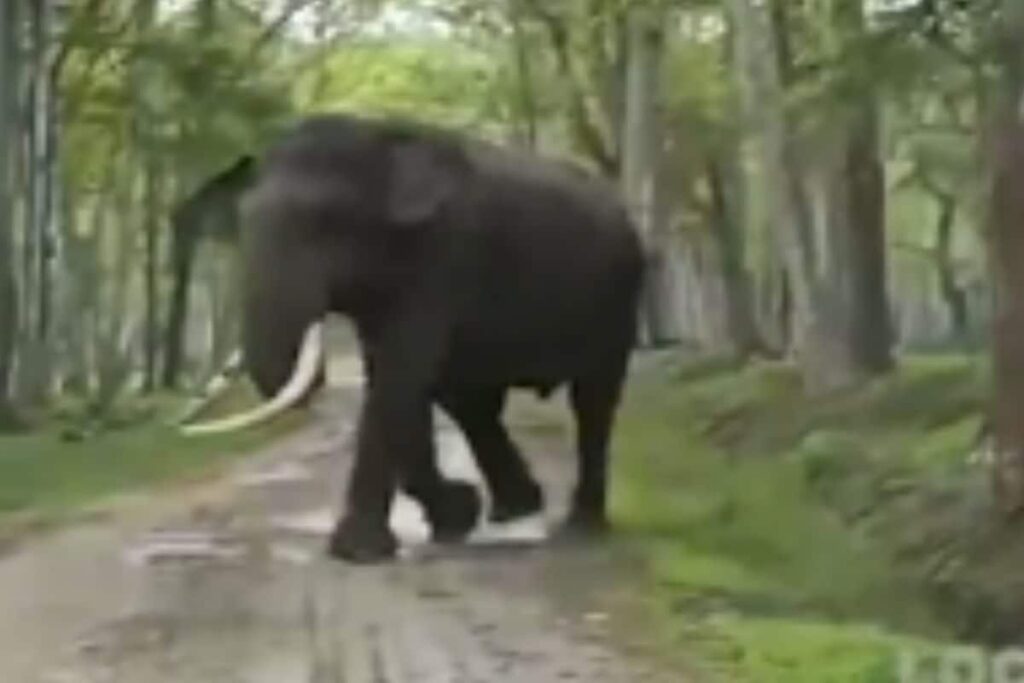 In Karnataka’s Kakanakote Forest, Tourists On Safari Witness Two Elephants Fighting