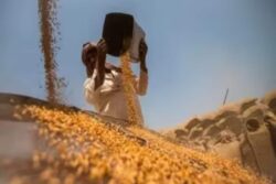 ‘Keeping Prices Stable Top Priority’: After Pulses, Centre Imposes Stock Limits On Wheat