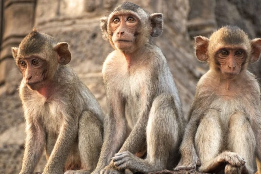 30 Monkeys Found Dead Under Mysterious Circumstances In Chikkamagaluru