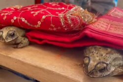 'It's a Belief, Not Superstition': People in UP Organise Frog Wedding to Please Rain God Amid Scorching Heat