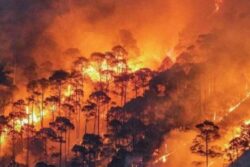 4 Including 3 Forest Workers Killed After Fire Breaks Out In Uttarakhand's Binsar Wildlife Sanctuary