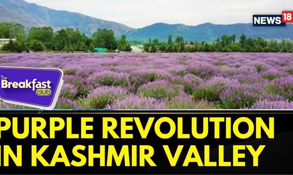The Breakfast Club | Kashmir Valley Witnessing ‘purple Revolution’ as Lavender Farming | News18