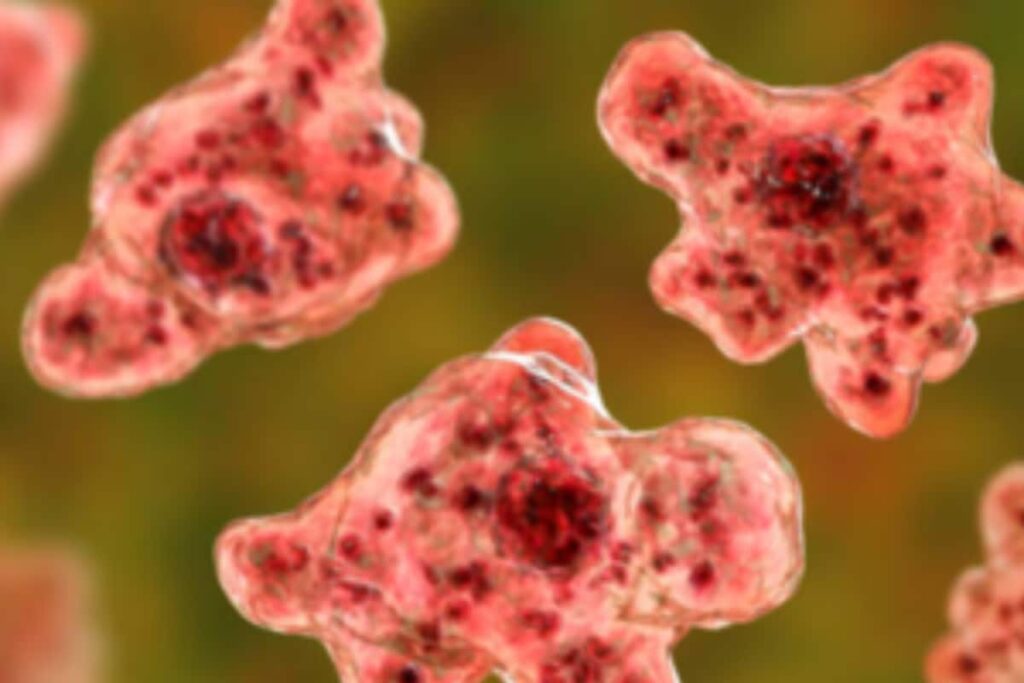 Boy Dies of Infection Caused by Rare Brain-eating Amoeba in Kerala