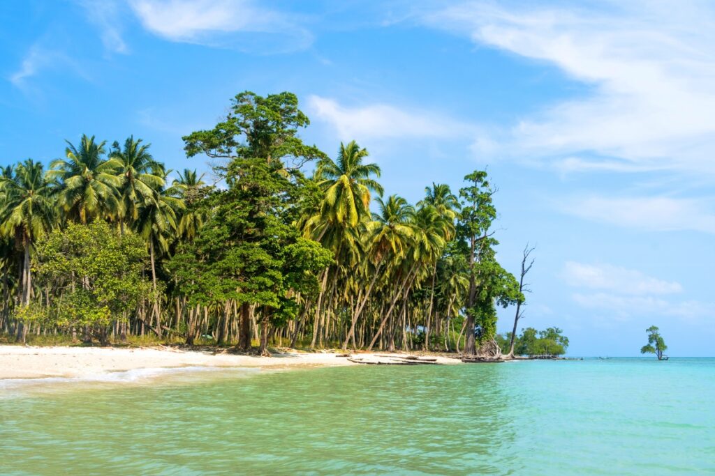 Nearly 9.6 Lakh Trees To Be Felled for Great Nicobar Island Project, Govt Tells Lok Sabha As MPs Raise Concerns