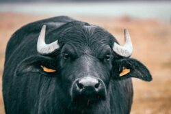 Buffalo Scores Where Panchayat Fails, Finds Its Owner in UP Village