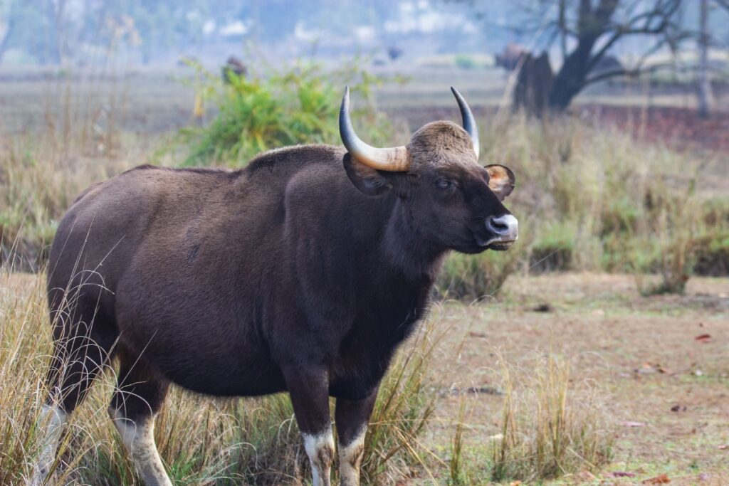 'Wildlife Needs Space to Move': Study Shows Two Native Species Struggle as Infra Projects Expand In MP, Maharashtra