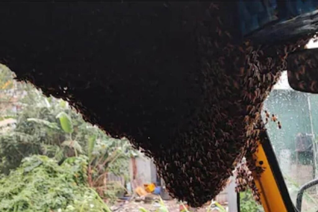 Swarm Of Bees Enters Auto-rickshaw In Munnar, Fire Brigade Called For Rescue