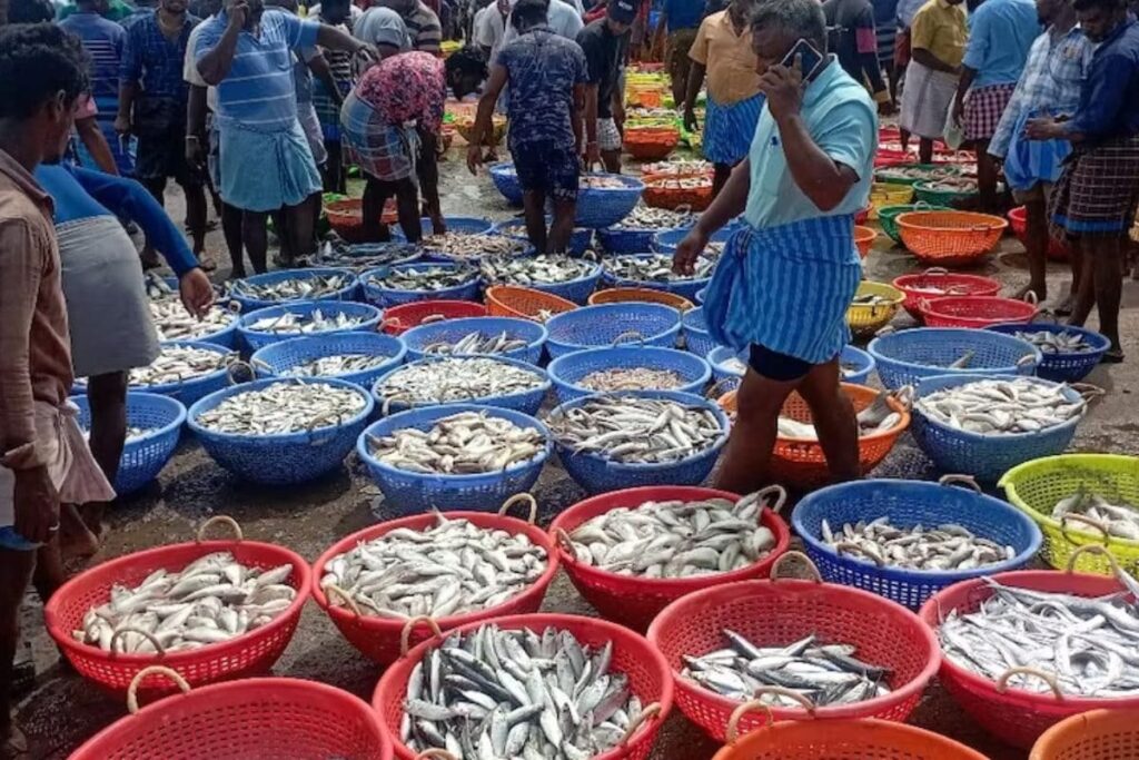 Tamil Nadu Fishermen Report Increase In Number Of Fish In Gulf Of Mannar